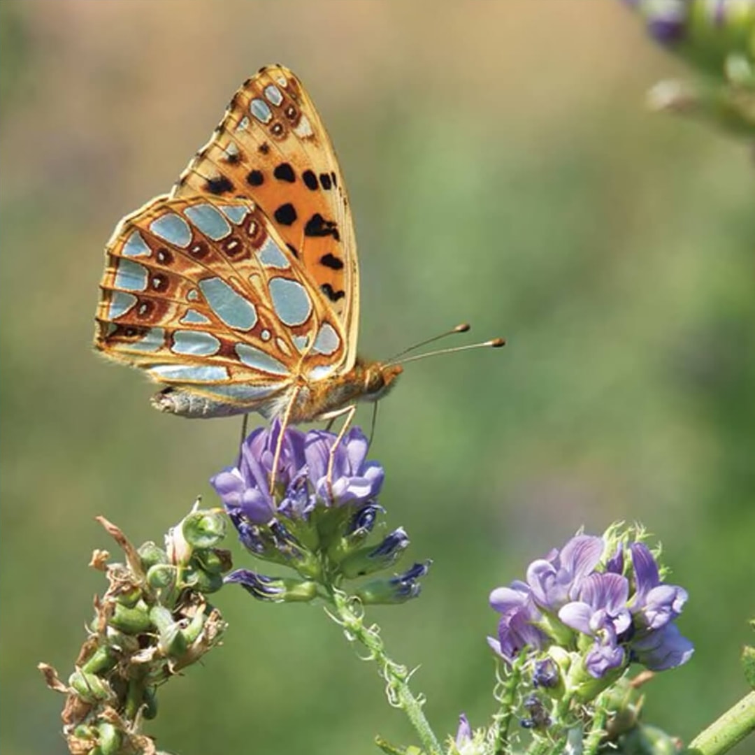 Ein orangefarbener Schmetterling mit schwarzen Punkten auf einer lilafarbenen Blume