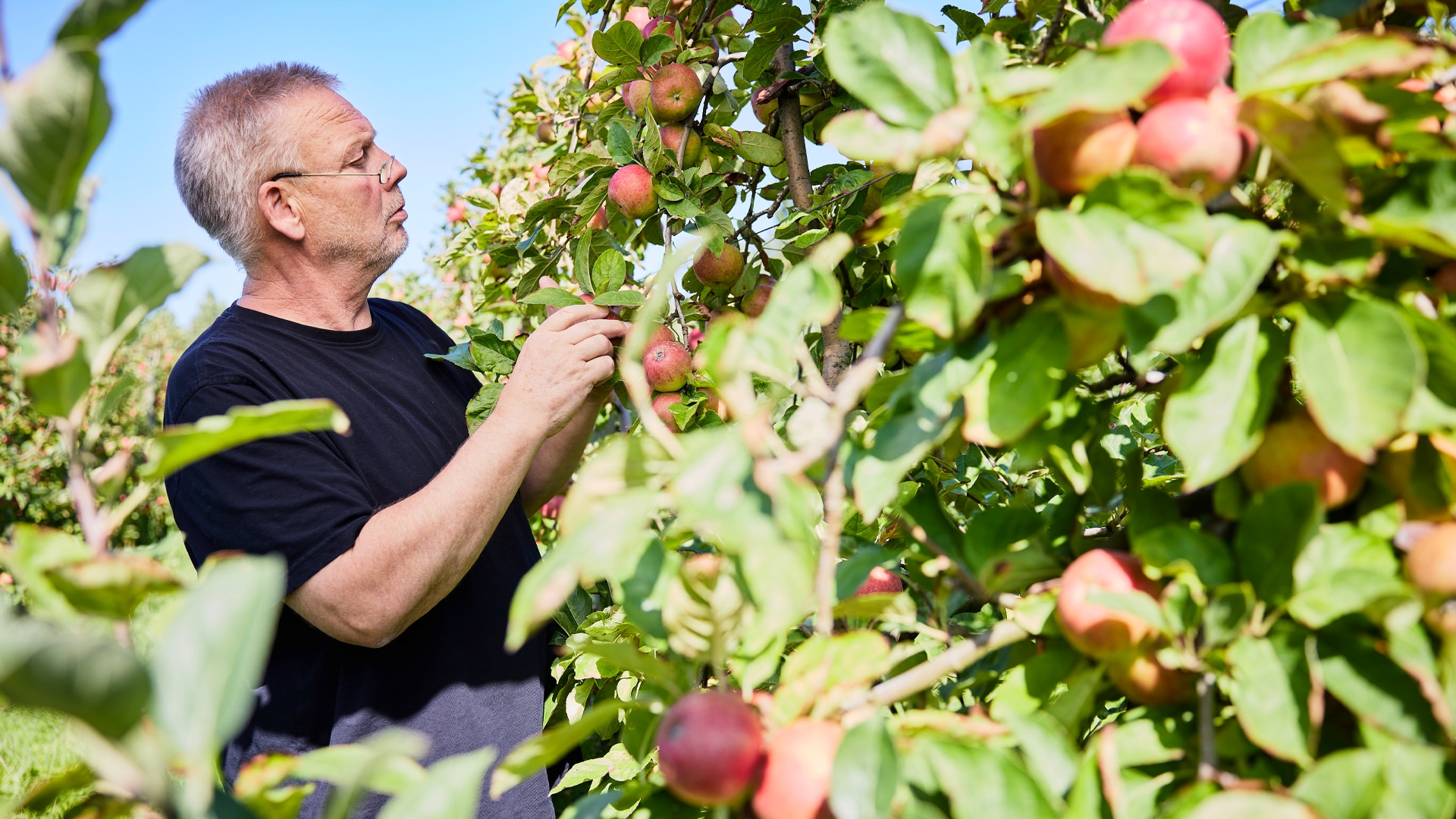 Der Eigentümer Heinrich zum Felde auf einer Apfelplantage beim Äpfel pflücken