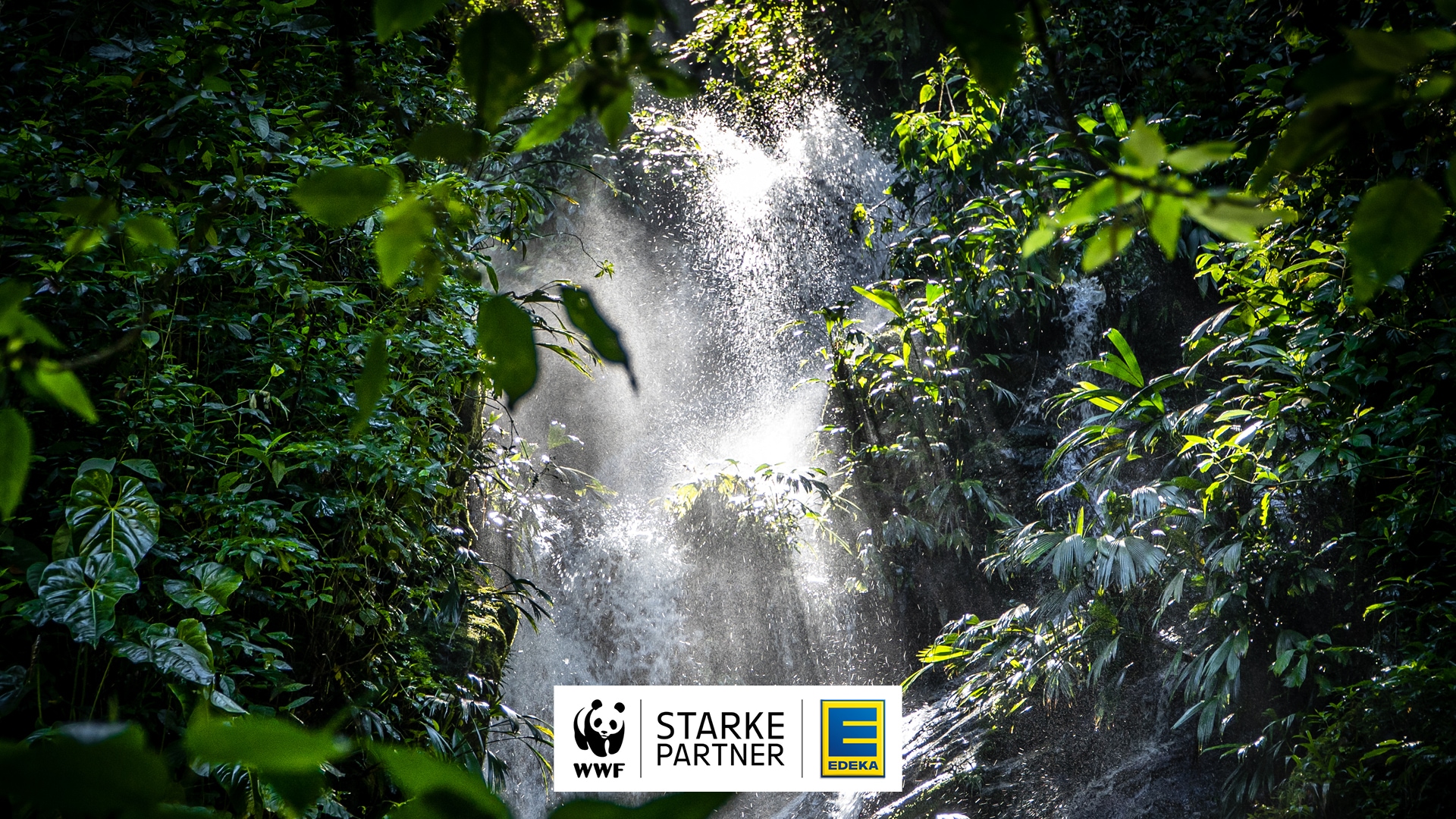 Wasserfall im dichten tropischen Regenwald, Sonnenlicht fällt durch das Blätterdach; unten die Logos von WWF und EDEKA mit dem Schriftzug „Starke Partner“.