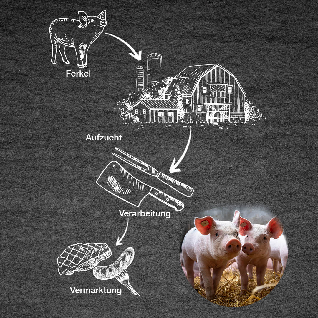Infografik „Der Weg des Fleisches“ vom regionalen Strohschwein: Vom Ferkel über die Aufzucht auf dem Bauernhof und die handwerkliche Verarbeitung bis zur Vermarktung.