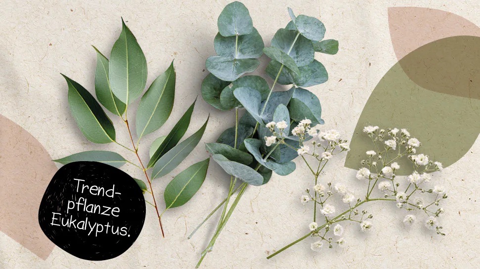 Drei Pflanzen vor beigem Hintergrund. Textstörer: Trendpflanze Eukalyptus.