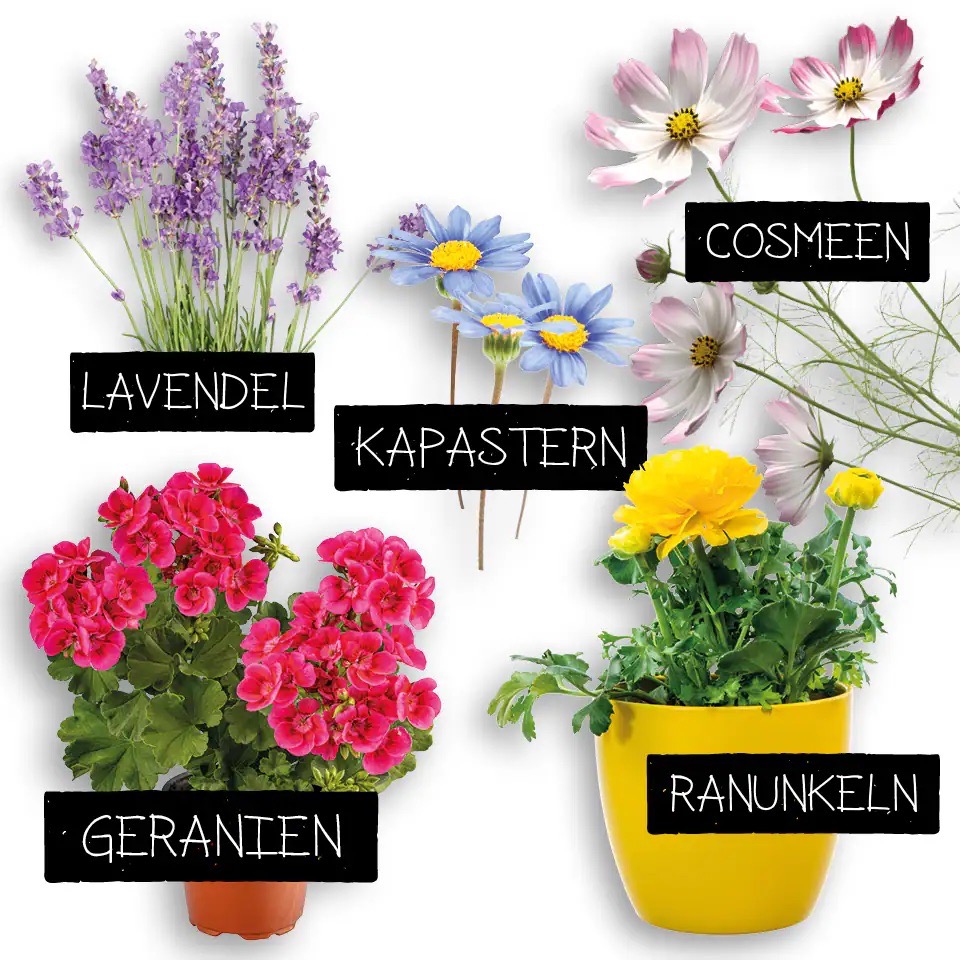 Grafik mit fünf Blumensorten: Lavendel, Cosmeen, Kapastern, Geranien und Ranunkeln.