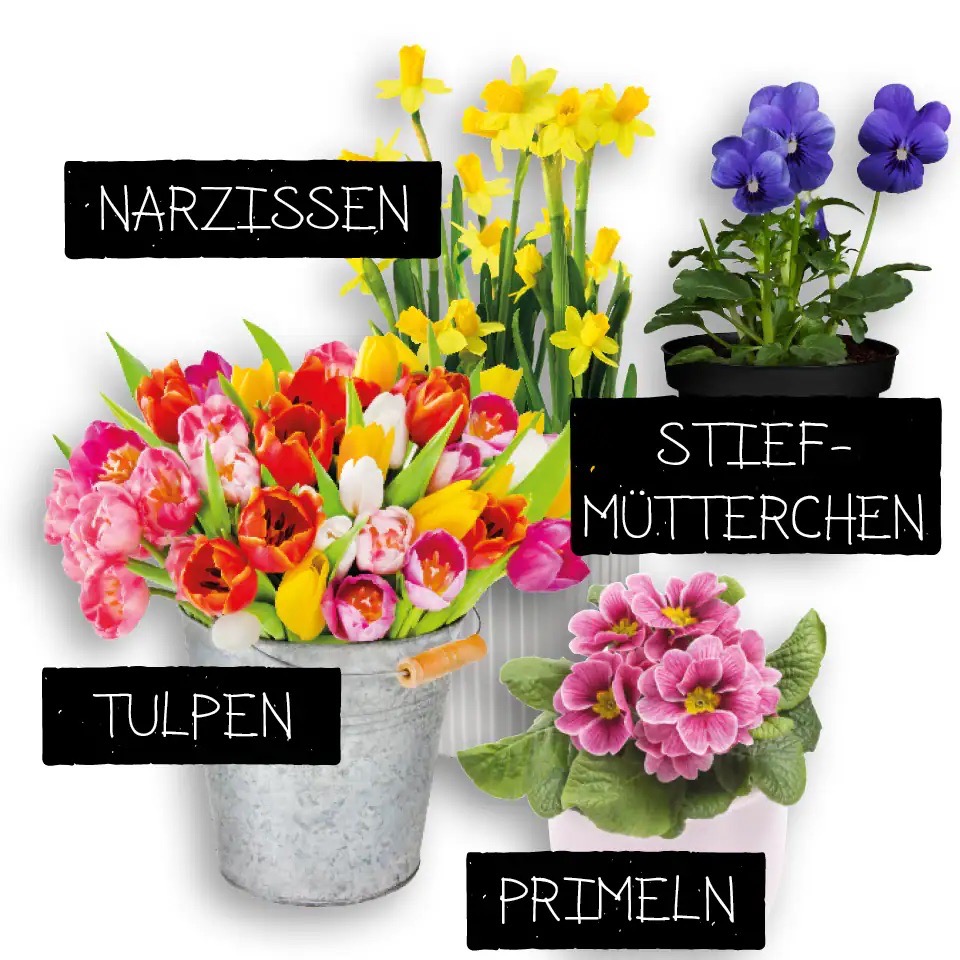 Grafik mit Blumen und Text: Narzissen, Stiefmütterchen, Tulpen, Primeln.