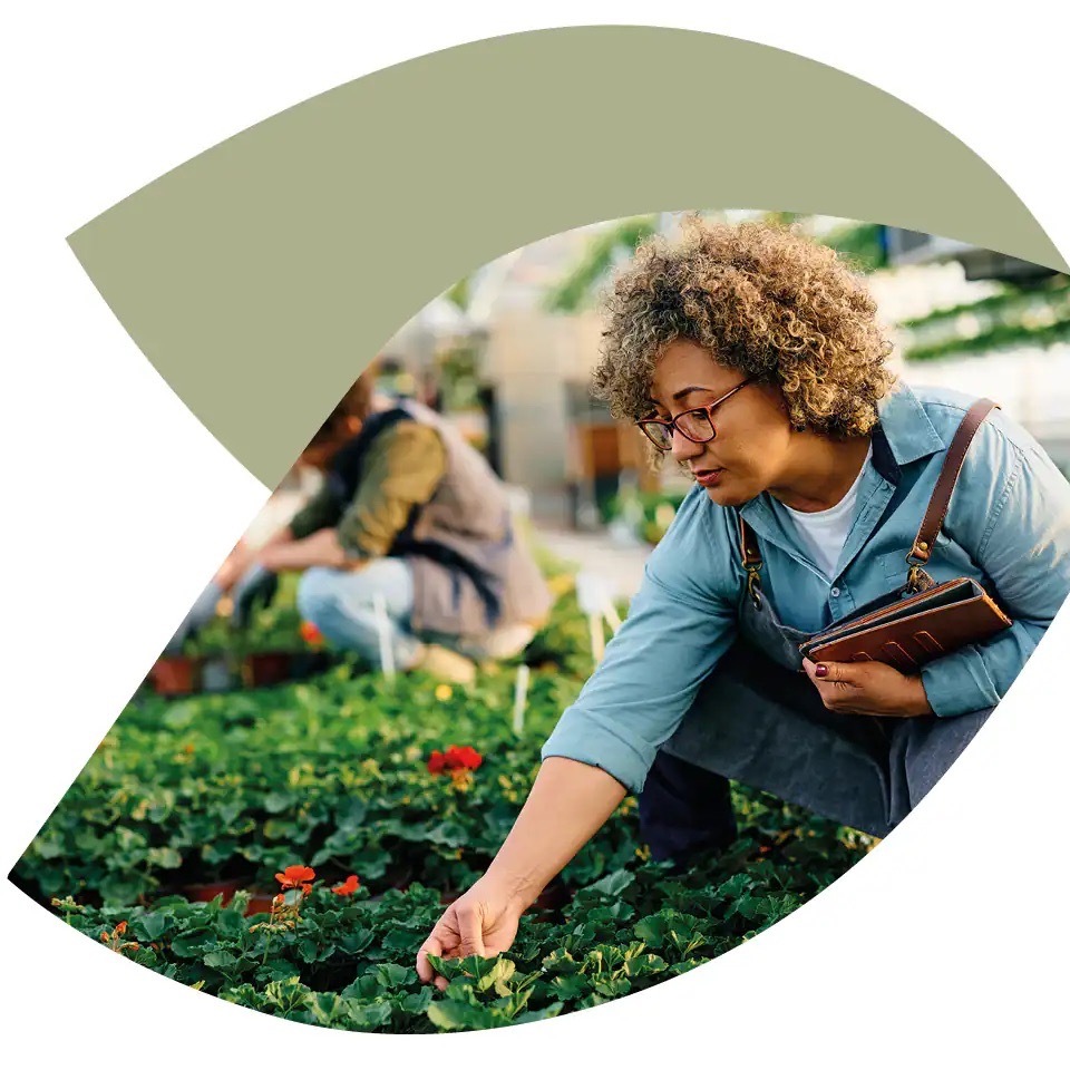 Frau mit Schürze und Mappe in der Hand hockt über einem Beet und berührt eine Pflanze mit ihrer Hand.