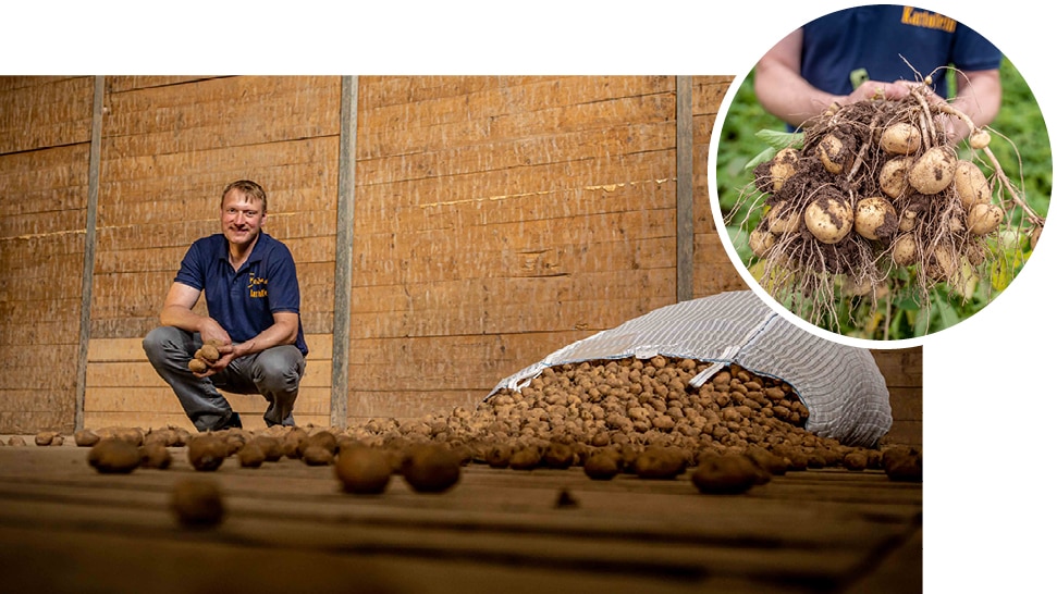 Ein Mann in blauem Poloshirt hockt vor einem großen Sack Kartoffeln.