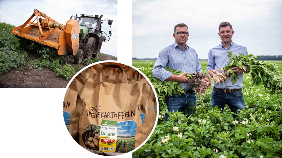 Collage aus drei Bildern: ein Kartoffelroder auf einem Feld, Zwei Männer in einem Feld mit Pflanzen in der Hand sowie ein Sack frische Speisekartoffeln.