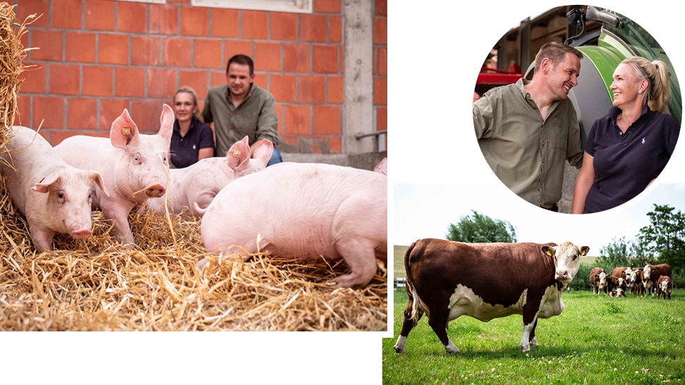 Collage aus drei Bildern: Schweine im Stroh, eine Frau und ein Mann lächeln einander an sowie Kühe auf einer Wiese.