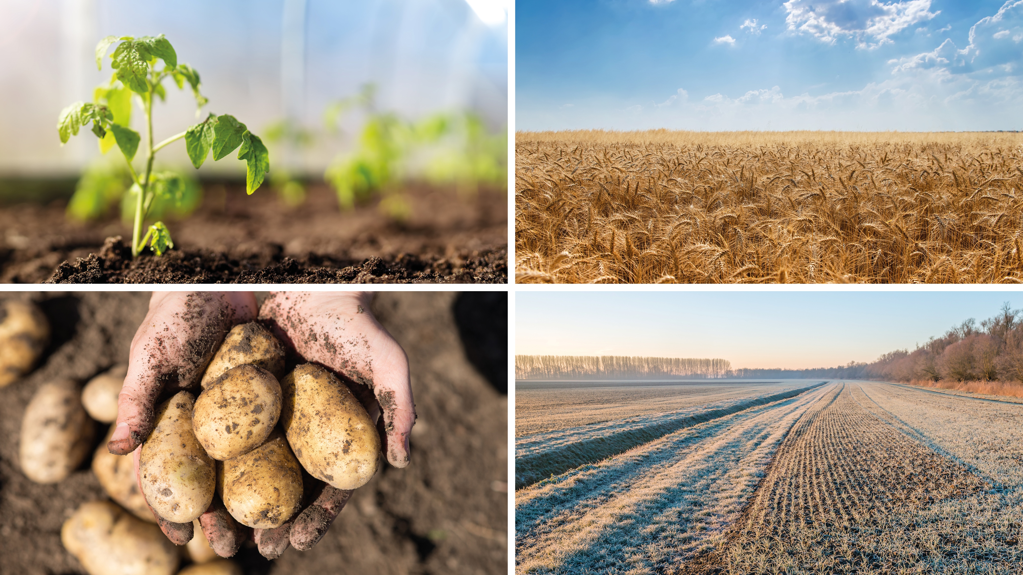 Viergeteilte Collage: Grüner Sprössling, blühendes Feld, frisch geerntete Kartoffeln, vereistes Feld.