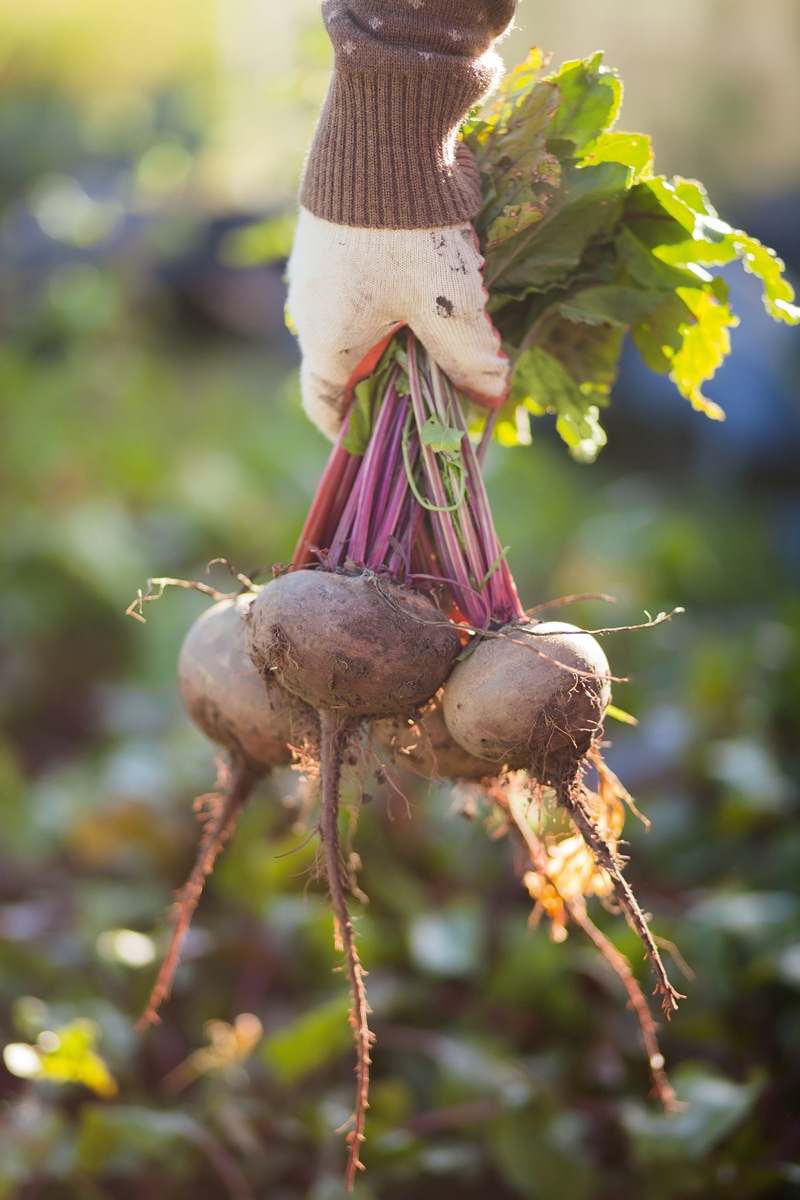 Eine Hand in weißem Gartenhandschuh hebt vier rote Beeten mit grünen Blättern.