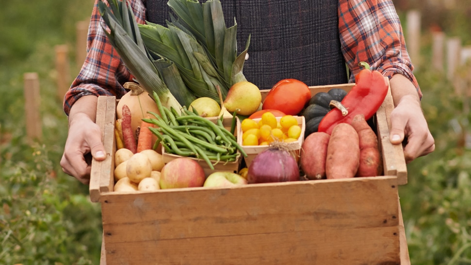 Holzkiste mit Süßkartoffeln, Bohnen, Äpfeln, Kartoffeln, Birnen und Paprika.