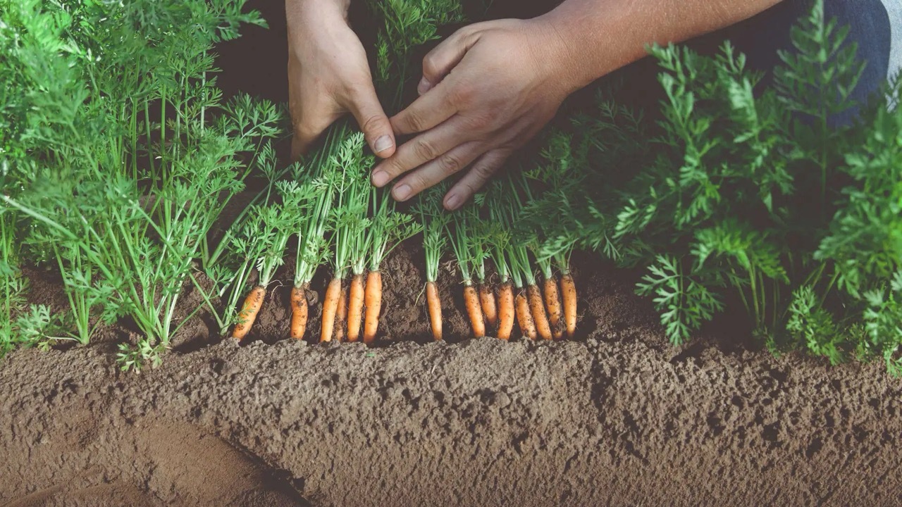 Zwei Hände ziehen Bundmöhren aus der Erde eines Feldes.
