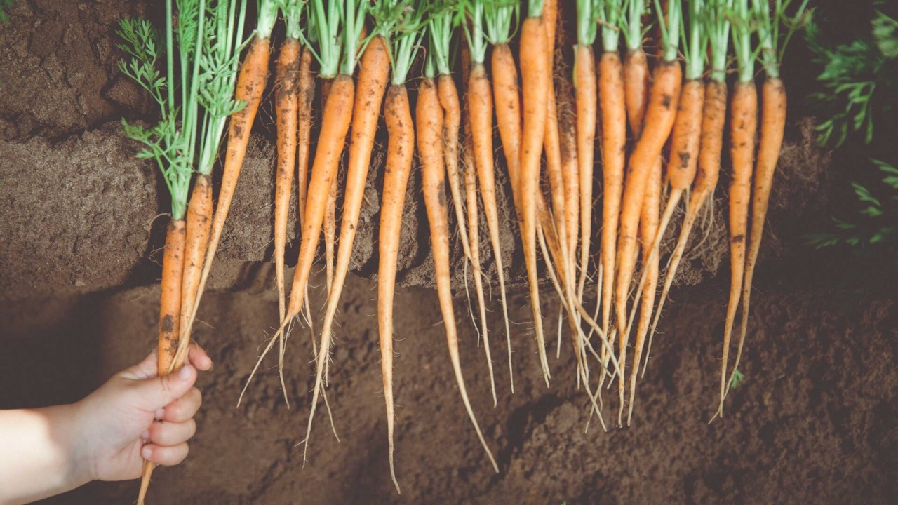 Frisch gezogene Bundmöhren liegen in einer Reihe auf der Erde.