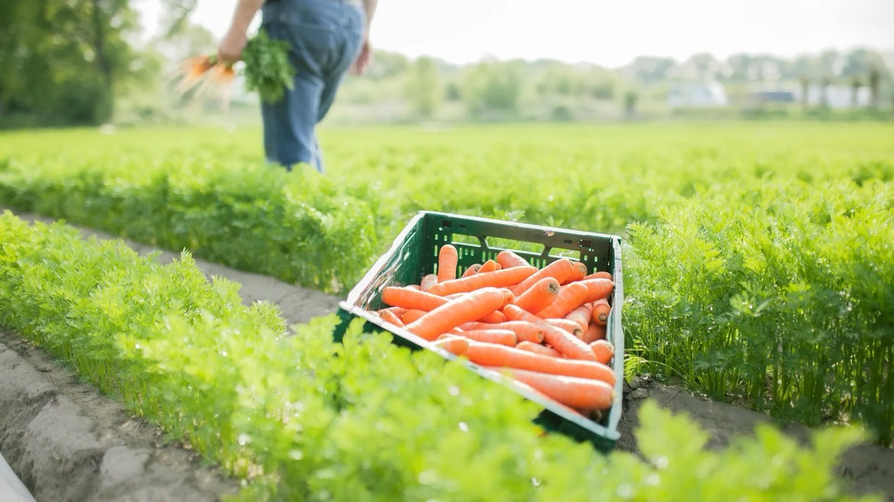 Eine grüne Kiste mit geernteten und gewaschenen Möhren liegt auf einem Feld, auf dem lange Reihen Möhrengrün aus dem Boden ragen.