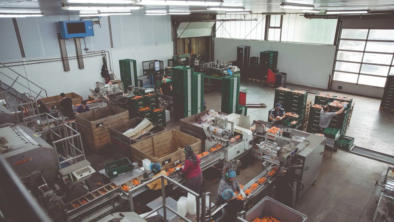 Blick von oben in die Packhalle für Möhren.