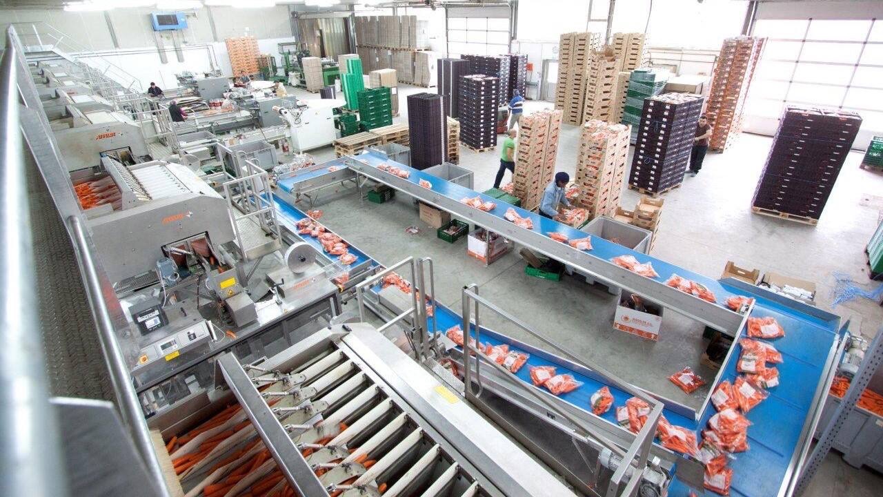 Blick von oben in die Packhalle für Möhren mit Laufbändern und Kisten.