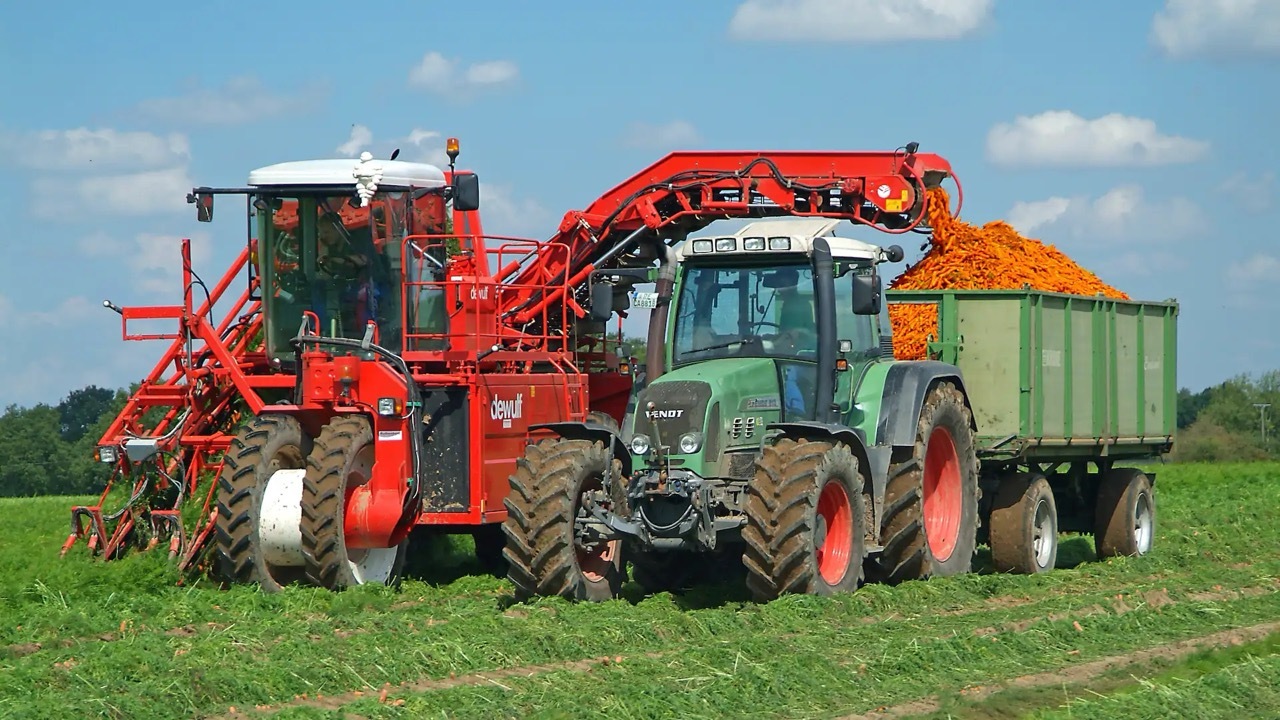 Auf einem Feld befördert eine rote Erntemaschine große Mengen Mohrrüben in den Anhänger eines Traktors.