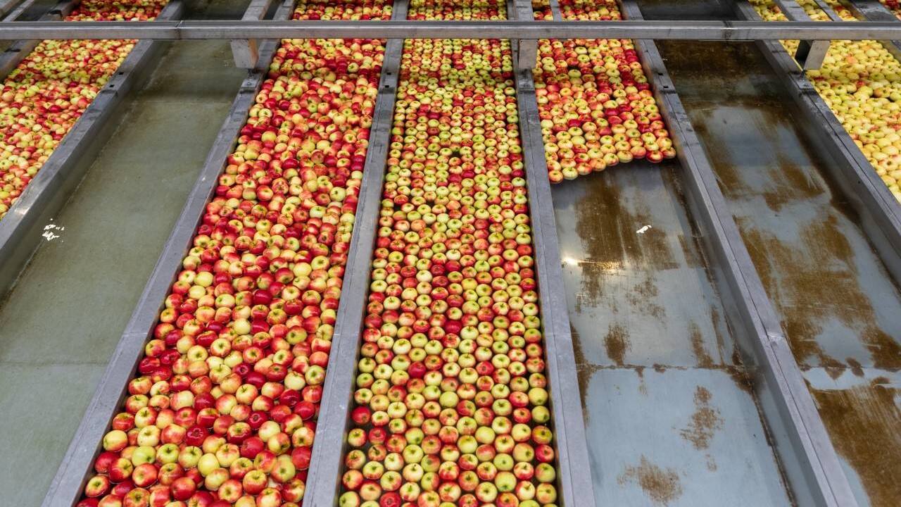 Gelb-rote Äpfel auf langen Laufbändern.