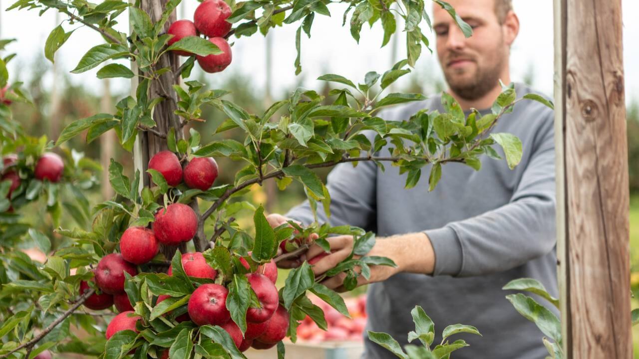 Ein Mann nimmt einen roten Apfel von einem blühenden Ast.