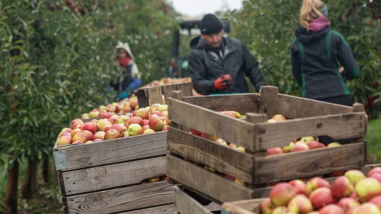 Auf einem Feld stehen gestapelte Holzkisten mit gelb-roten Äpfeln.