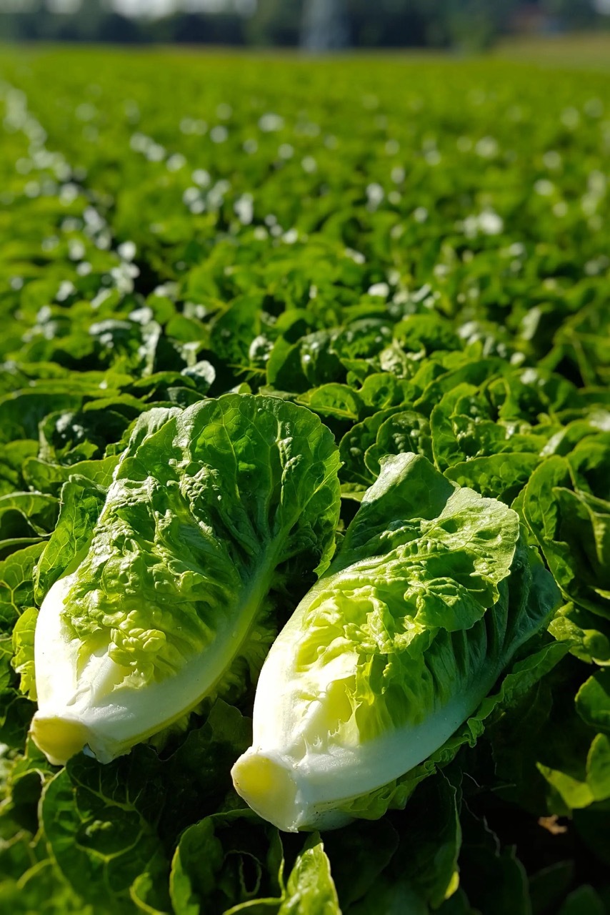 Zwei Römersalatherzen auf einem Feld mit Salatpflanzen.