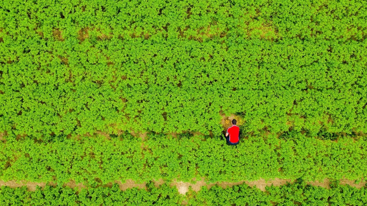 Luftaufnahme eines Feldes mit grünen Pflanzen. Ein Mann im roten T-Shirt steht mittendrin.