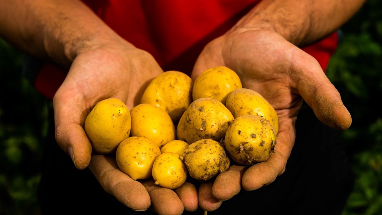 Zwei Hände halten Kartoffeln. Etwa die Hälfte ist gewaschen.
