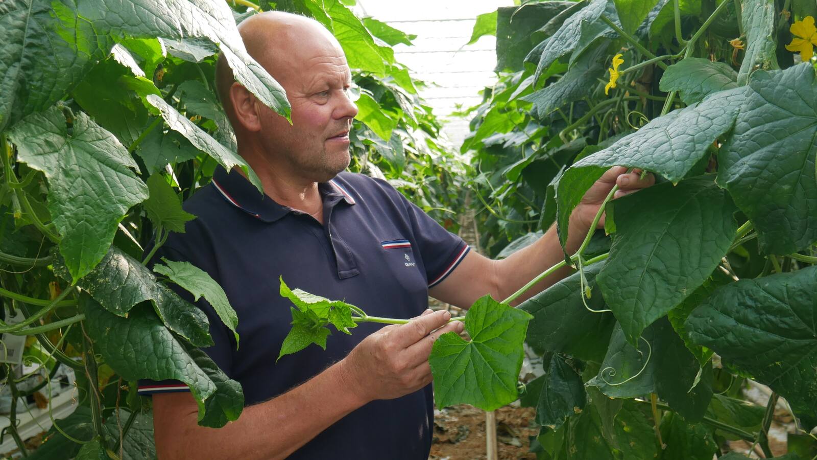 Ein Mann im blauen Poloshirt begutachtet die großen grünen Blätter einer Pflanze.