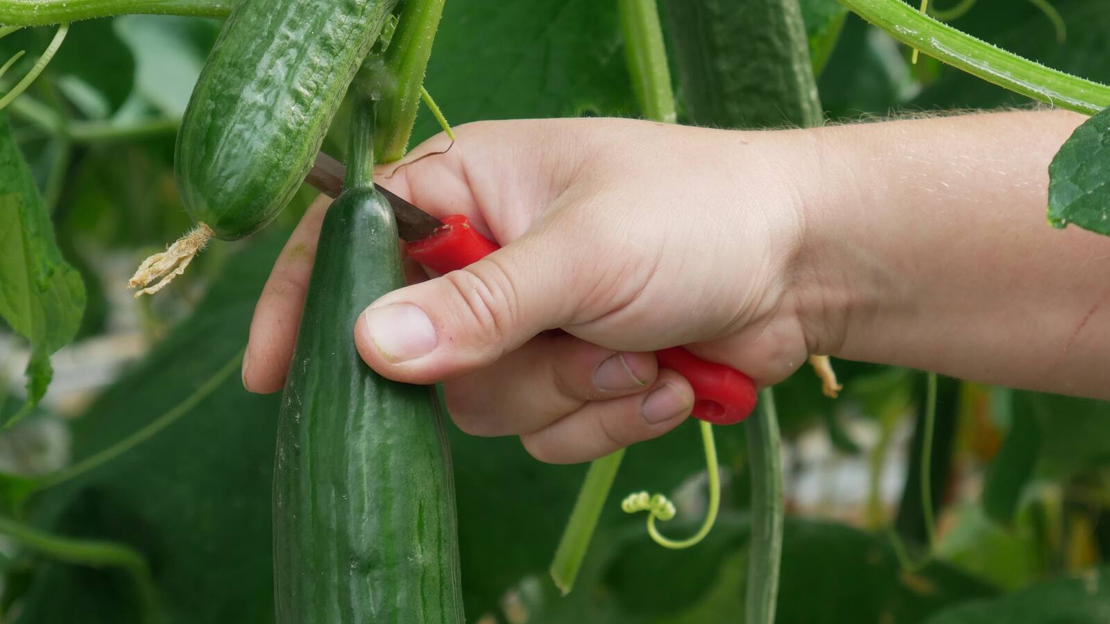 Eine Hand schneidet mit einem Messer eine Gurke von einem Strauch.