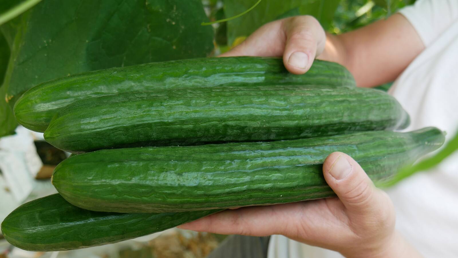 Zwei Hände halten fünf Salatgurken.