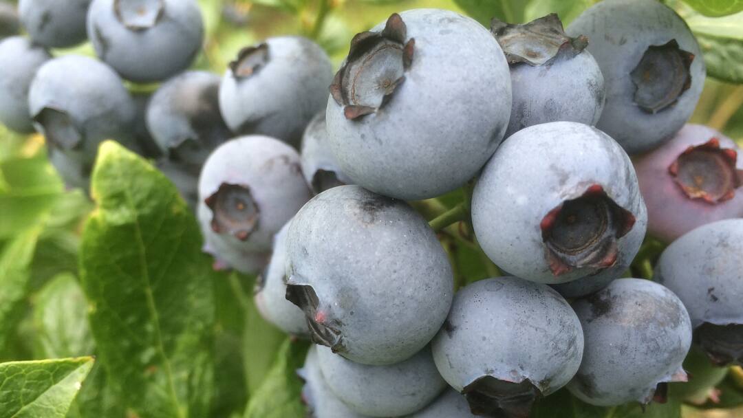 Gräuliche Blaubeeren in Nahaufnahme.