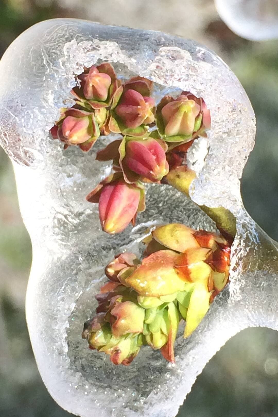 Eingefrorene rot-gelbe Blüten.