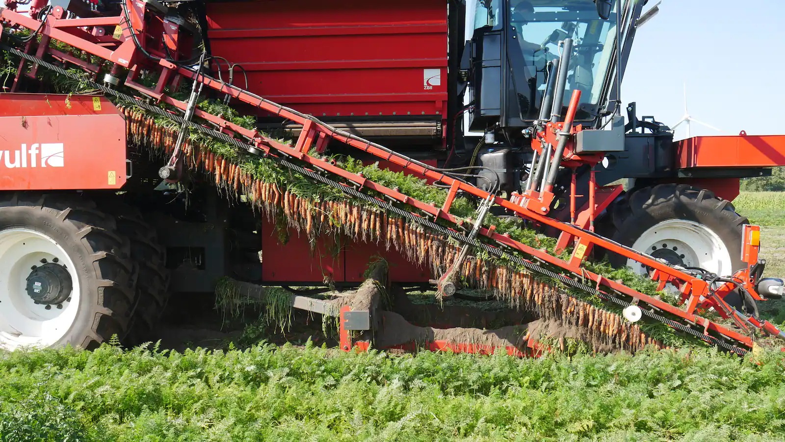 Rote Erntemaschine auf einem Möhrenfeld.