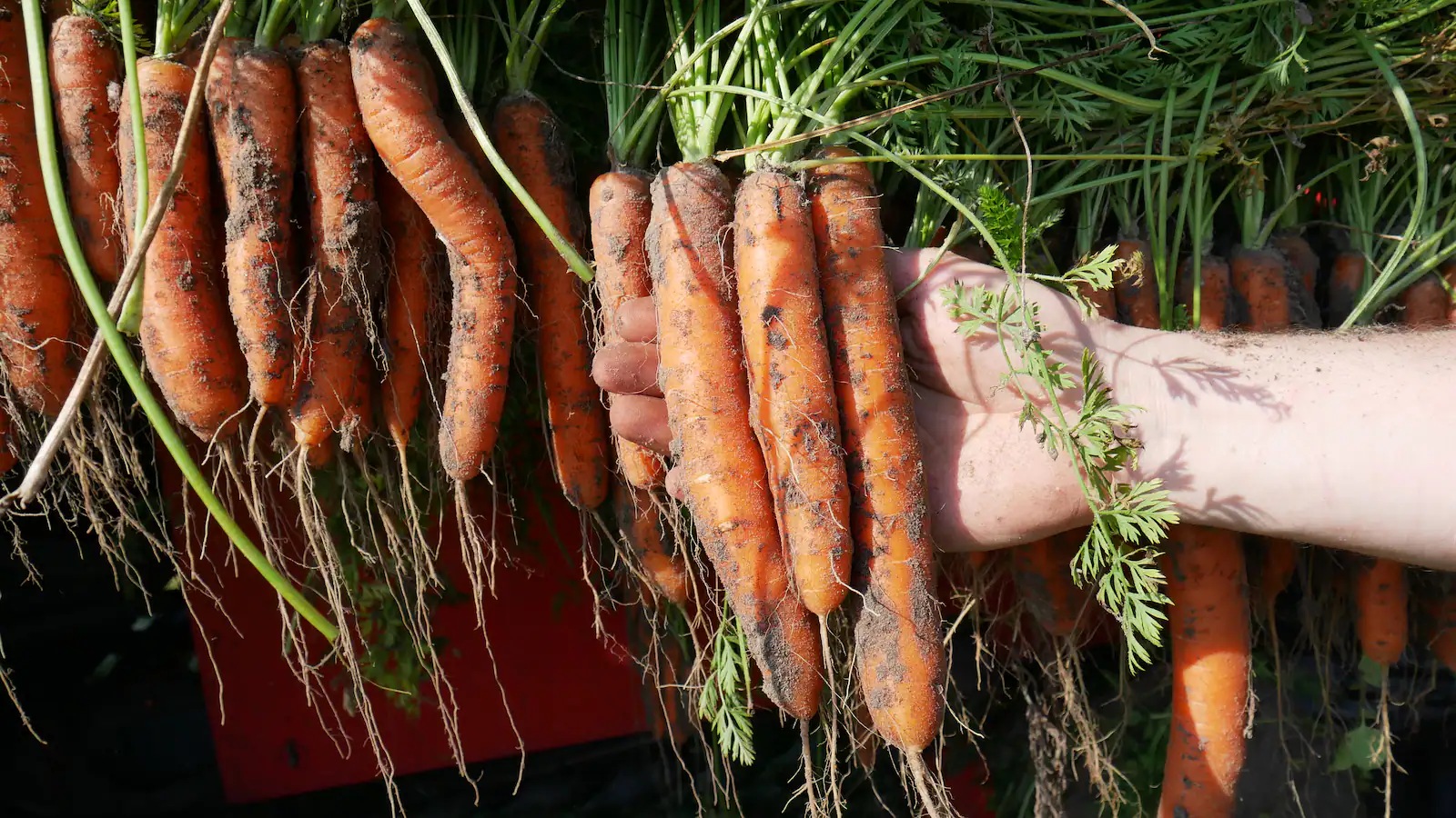 Frische, noch mit Erde bedeckte Möhren.