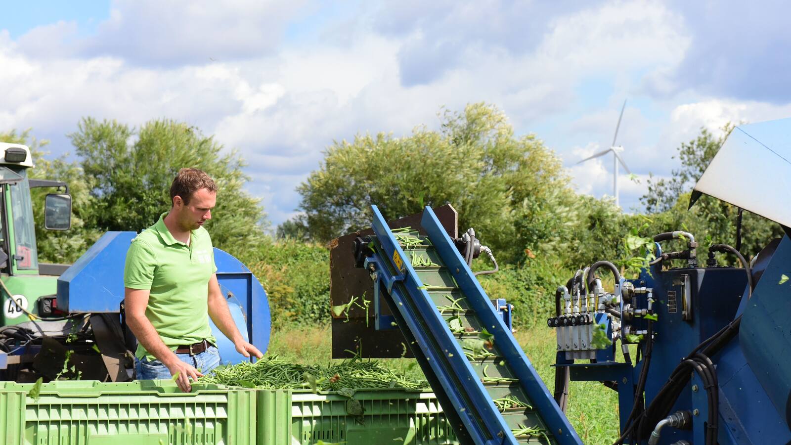 Bohnenernte beim Gemüsehof Krull.