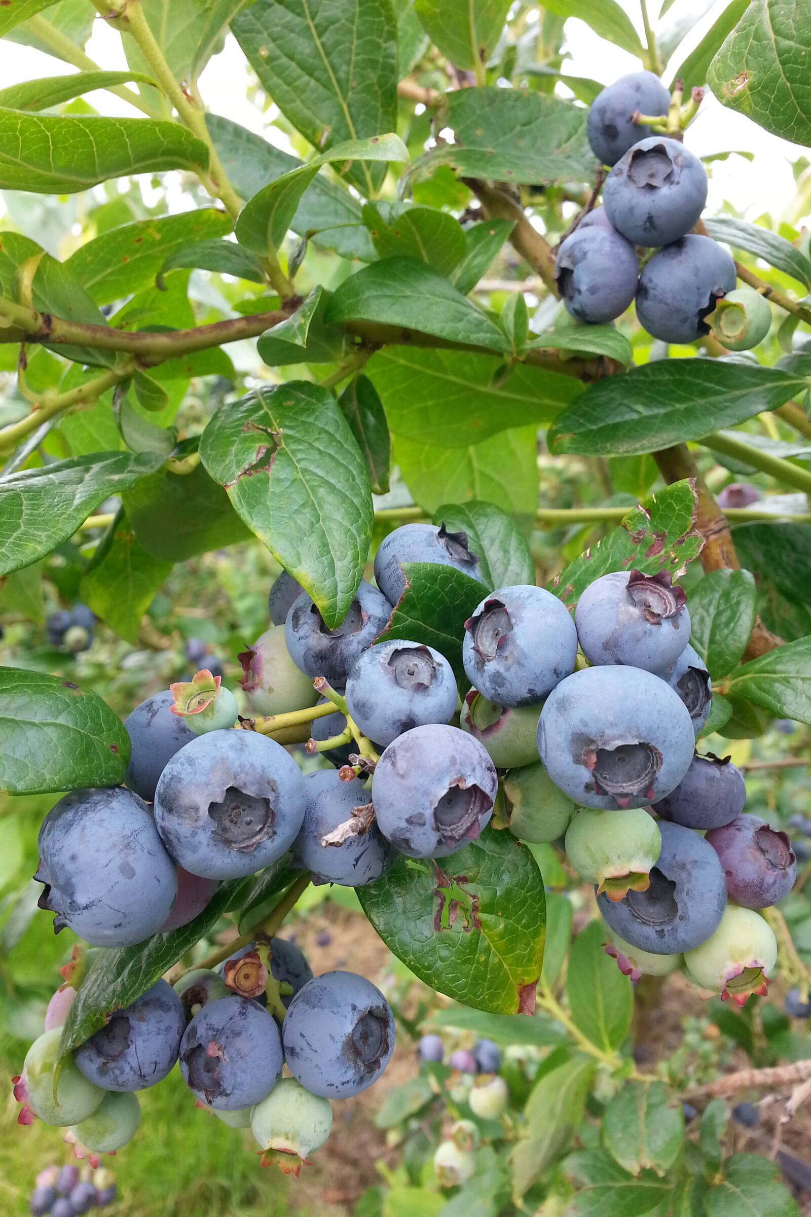 Reife Blaubeeren an einem Zweig.