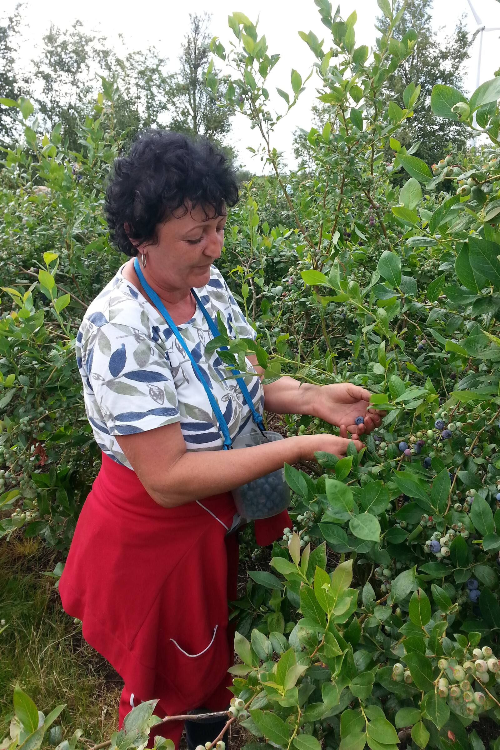 Eine Frau mit Schürze pflückt Blaubeeren von einem grünen Strauch.