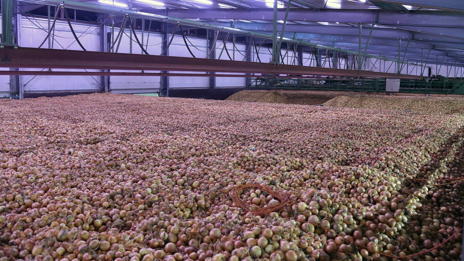 Riesige Halle gefüllt mit frisch geernteten Zwiebeln.