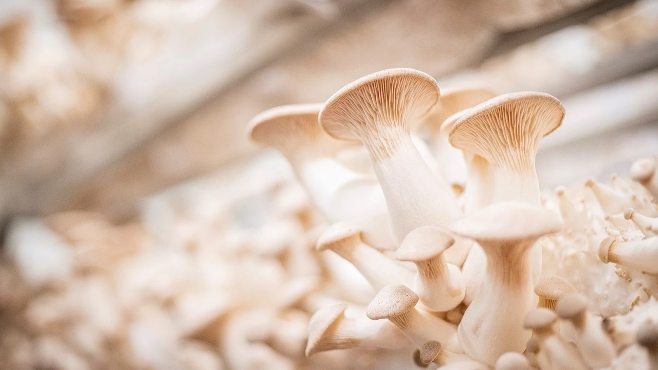 Nahaufnahme von Pilzen der Sorte weiße Kräuterseitlinge.