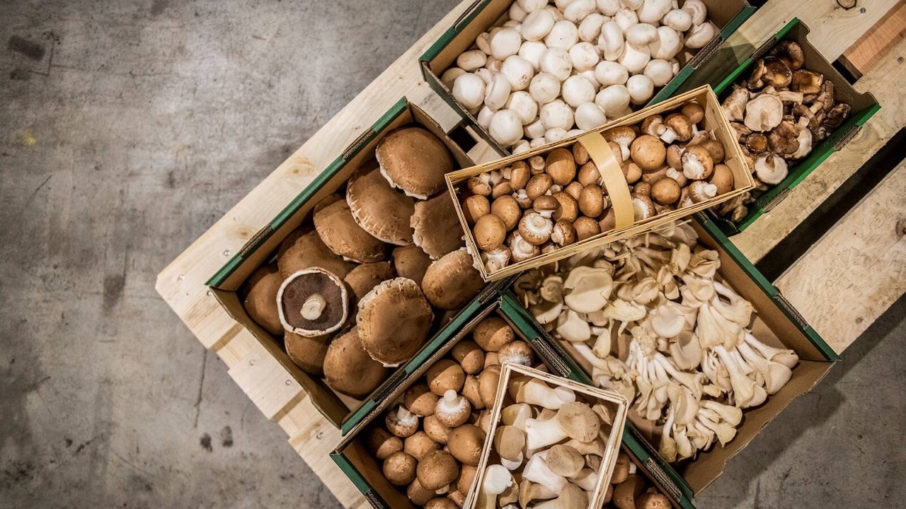 Kleine Pappkisten und Holzkörbe mit Pilzen verschiedener Sorten.