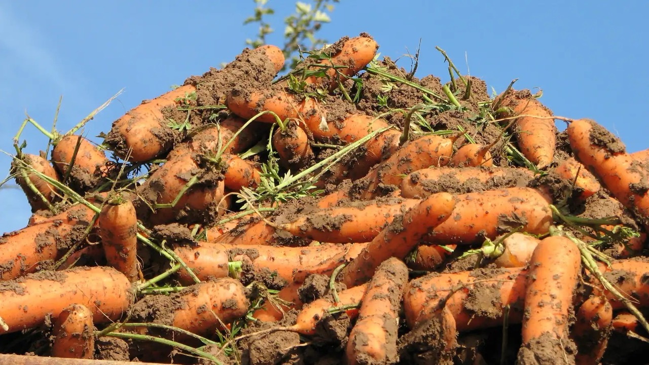 Ein Haufen frisch geernteter ungewaschener Mohrrüben.