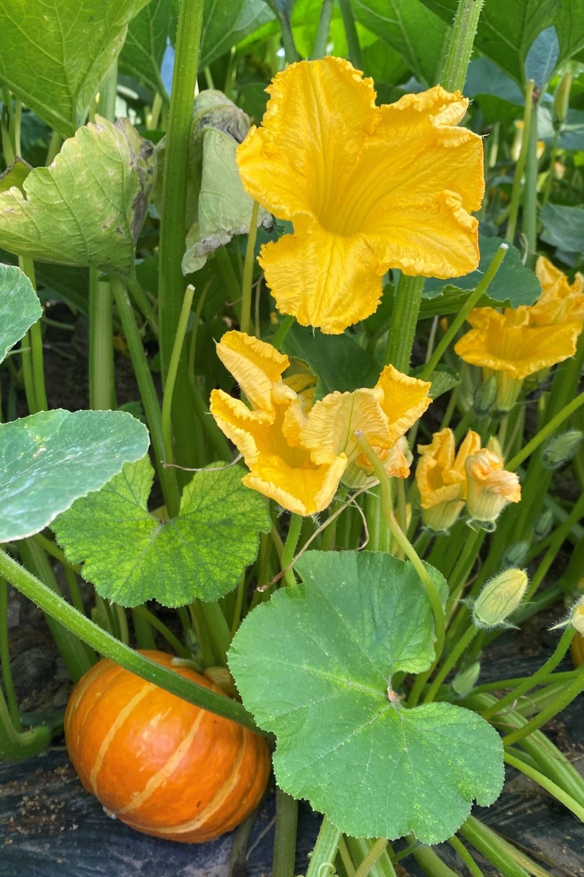 Grüne Pflanzen mit gelben Blüten und einem Kürbis.