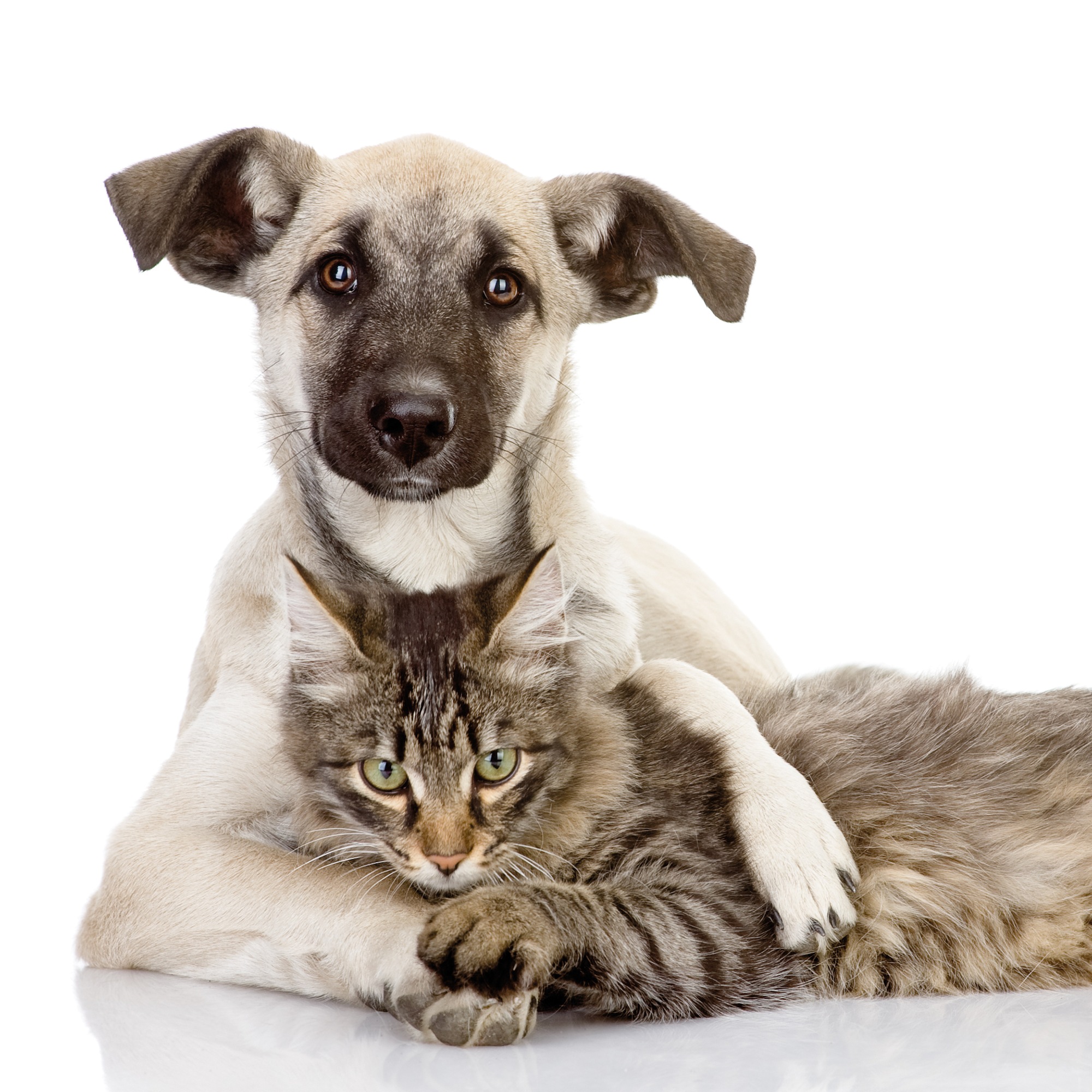 Das Bild zeigt einen jungen hund und eine langhaarige Katze
