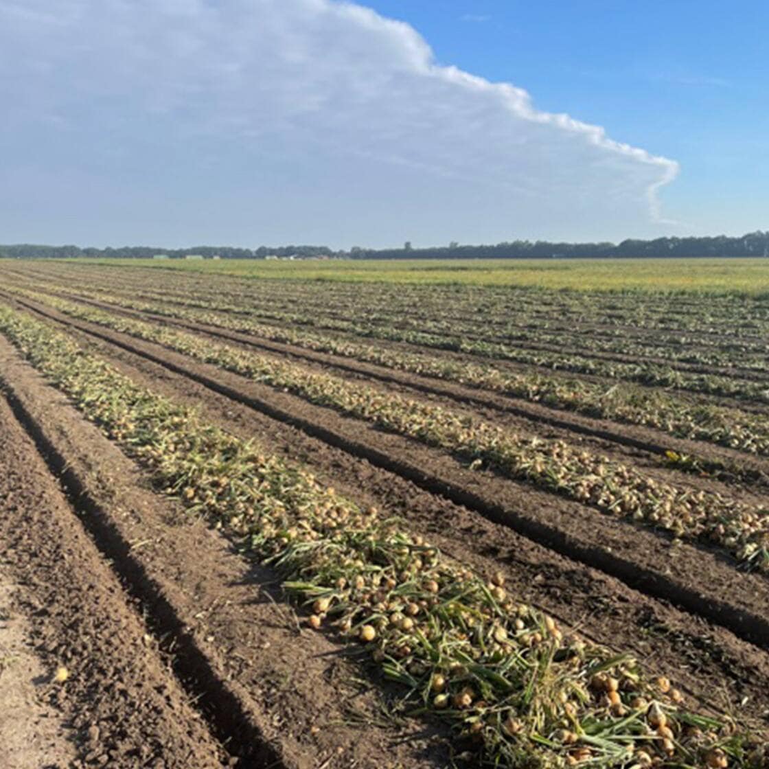 Ein Feld mit tiefen Rillen im braunen Erdboden.