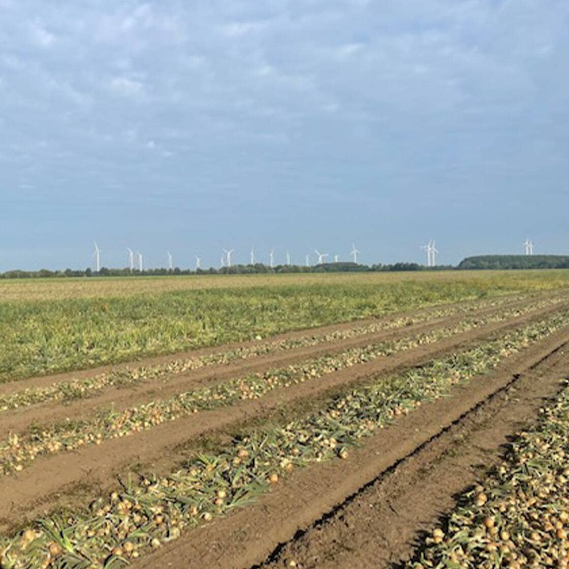 Abgeerntetes Feld, im Hintergrund weiße Windkraftanlagen.