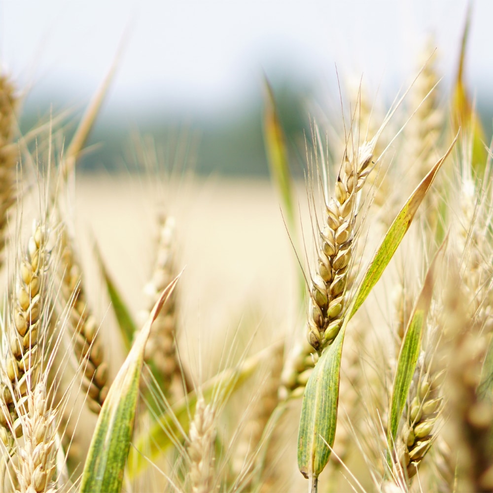 Goldenes Getreidekorn in der Nahaufnahme.