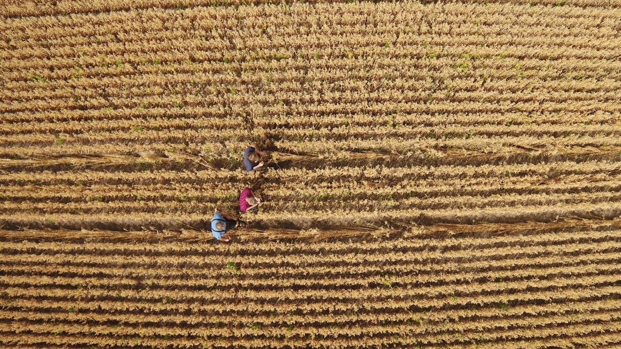 Luftaufnahme eines goldenen Feldes mit drei Personen.