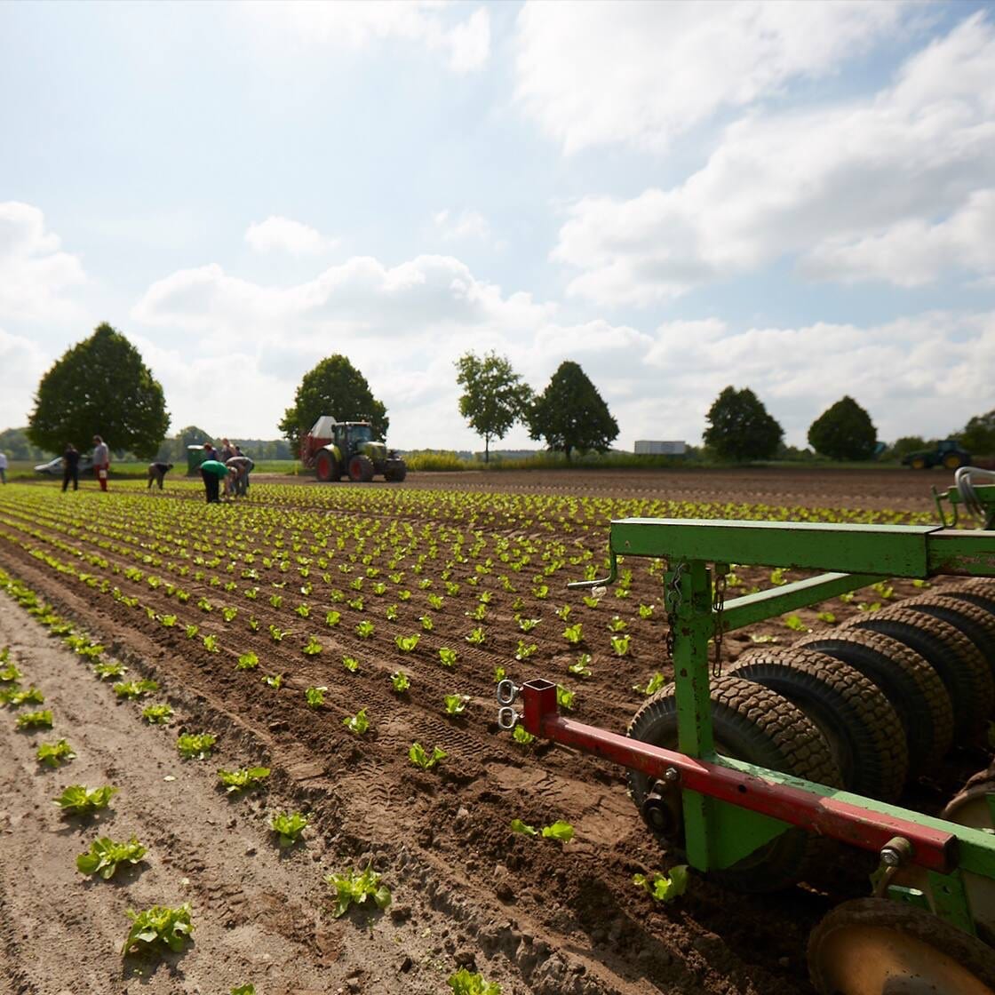 Ein Feld mit vielen kleinen grünen Pflanzen, die aus dem Boden ragen. Dazu einige Arbeiter und Traktoren.