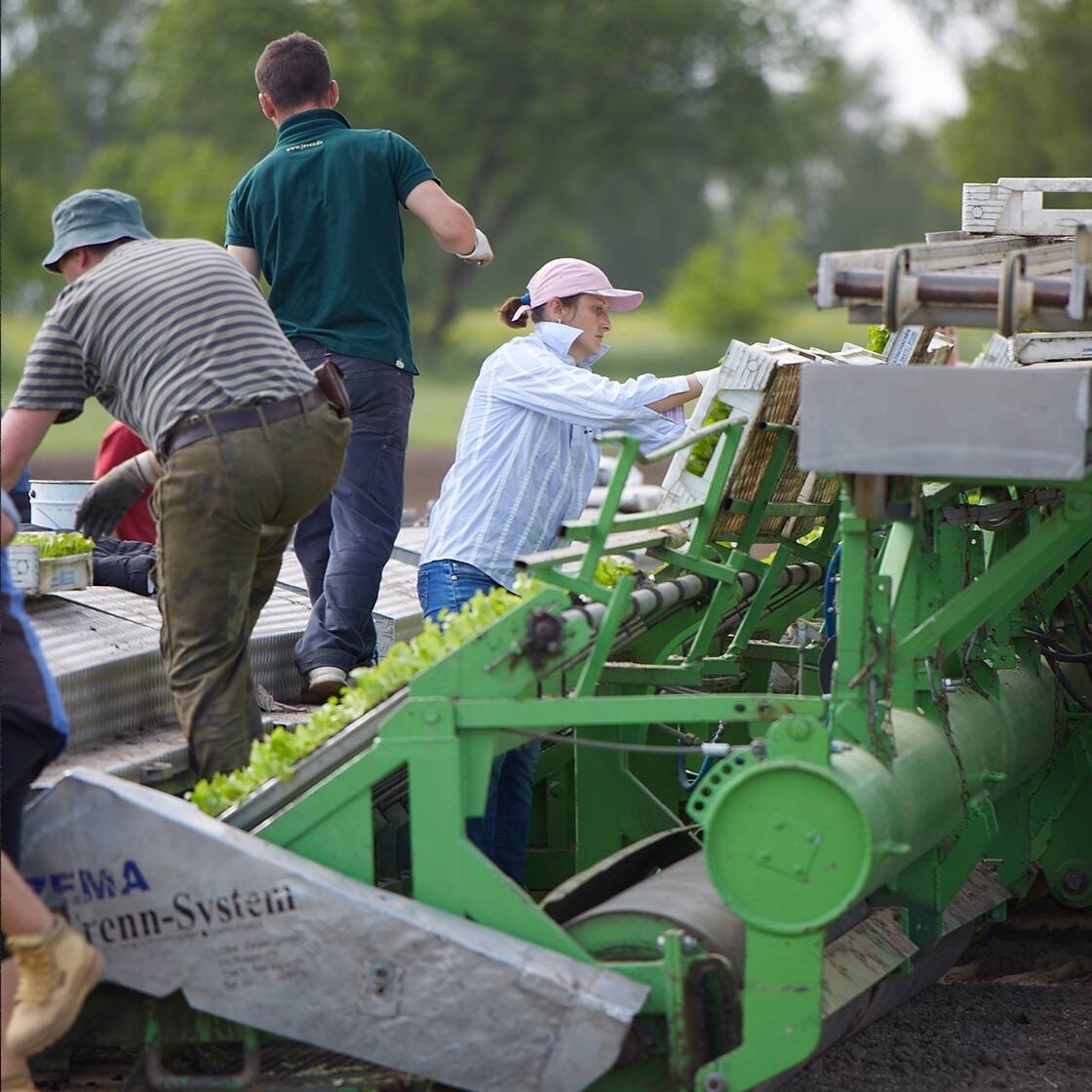 Drei Personen verladen Salat vom Feld auf eine grüne Maschine.