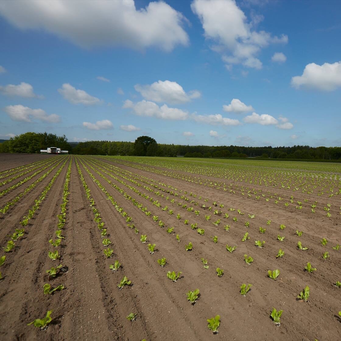 Reihen kleiner grüner Salatpflanzen auf einem Feld mit brauner Erde.