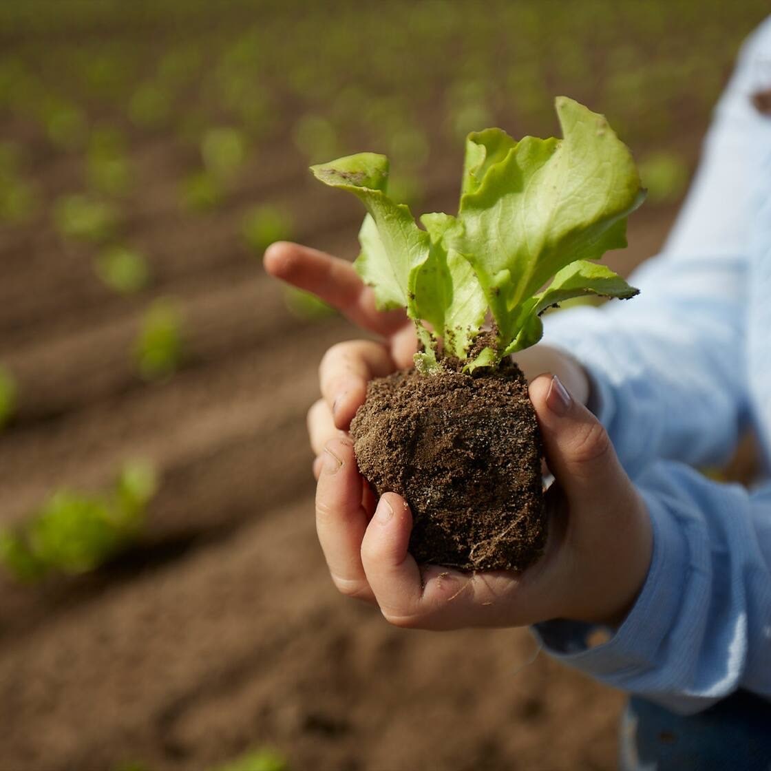 Zwei Hände halten einen Erdklumpen, aus dem eine Salatpflanze ragt.